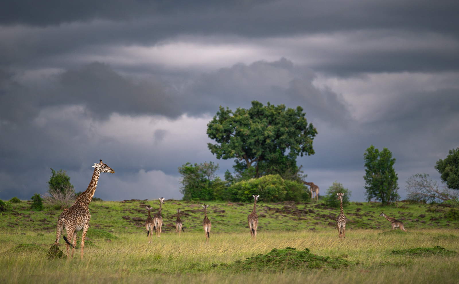 Masai Giraffes, Kenya