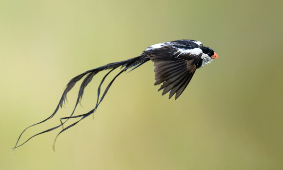 Pin-Tailed Whydah, Kenya
