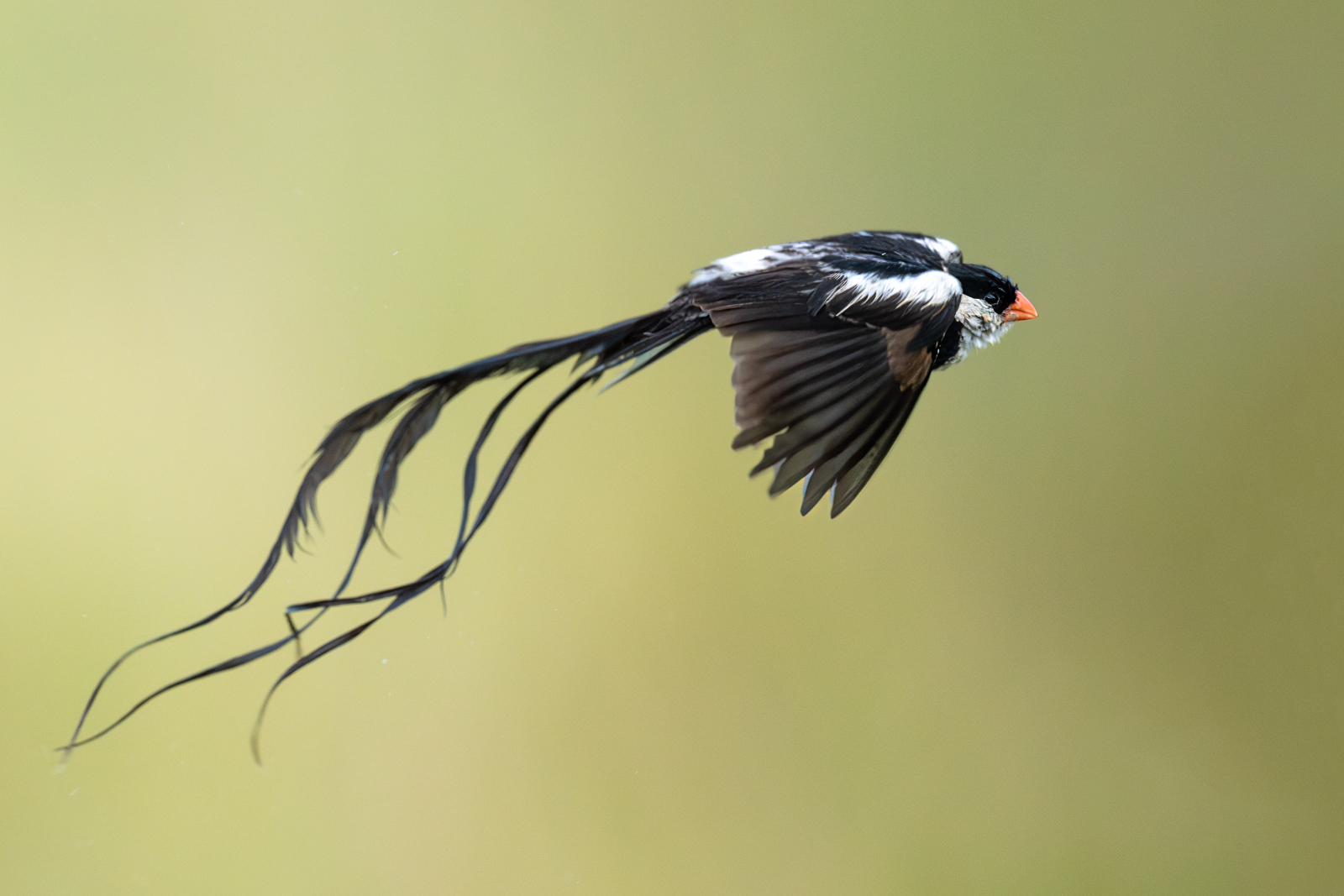 Pin-Tailed Whydah, Kenya