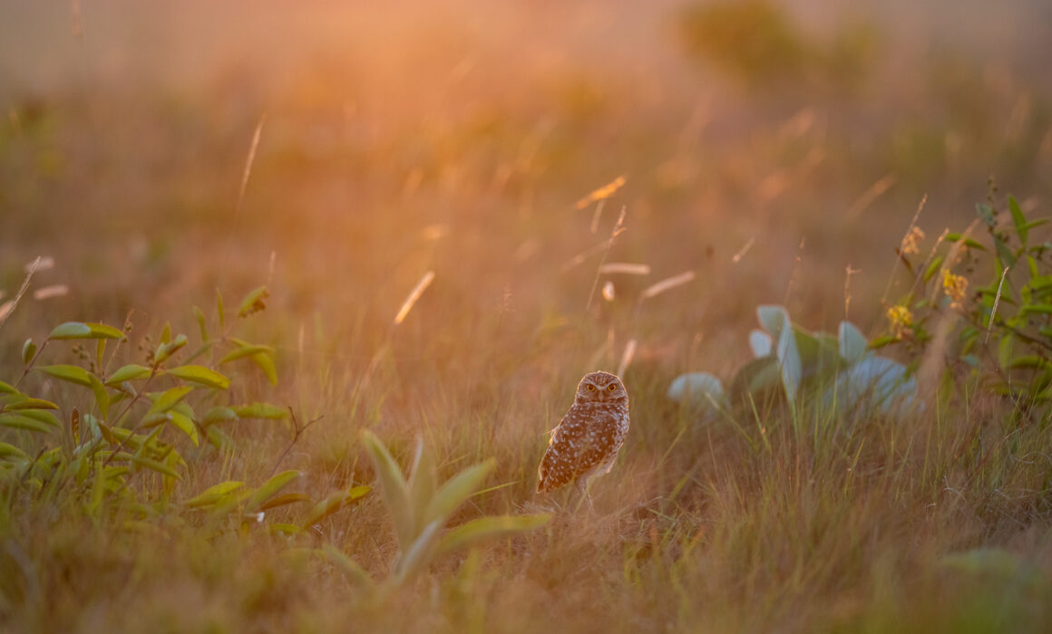 Burrowing Owl, Guyana
