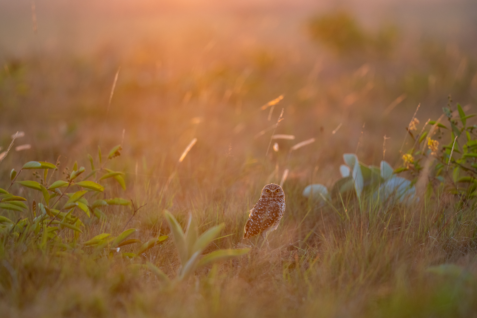 Burrowing Owl, Guyana