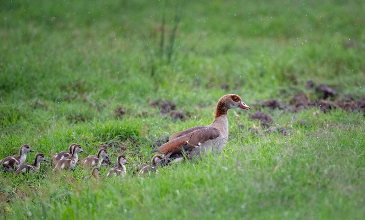 Egyptian Goose with Chicks, Kenya
