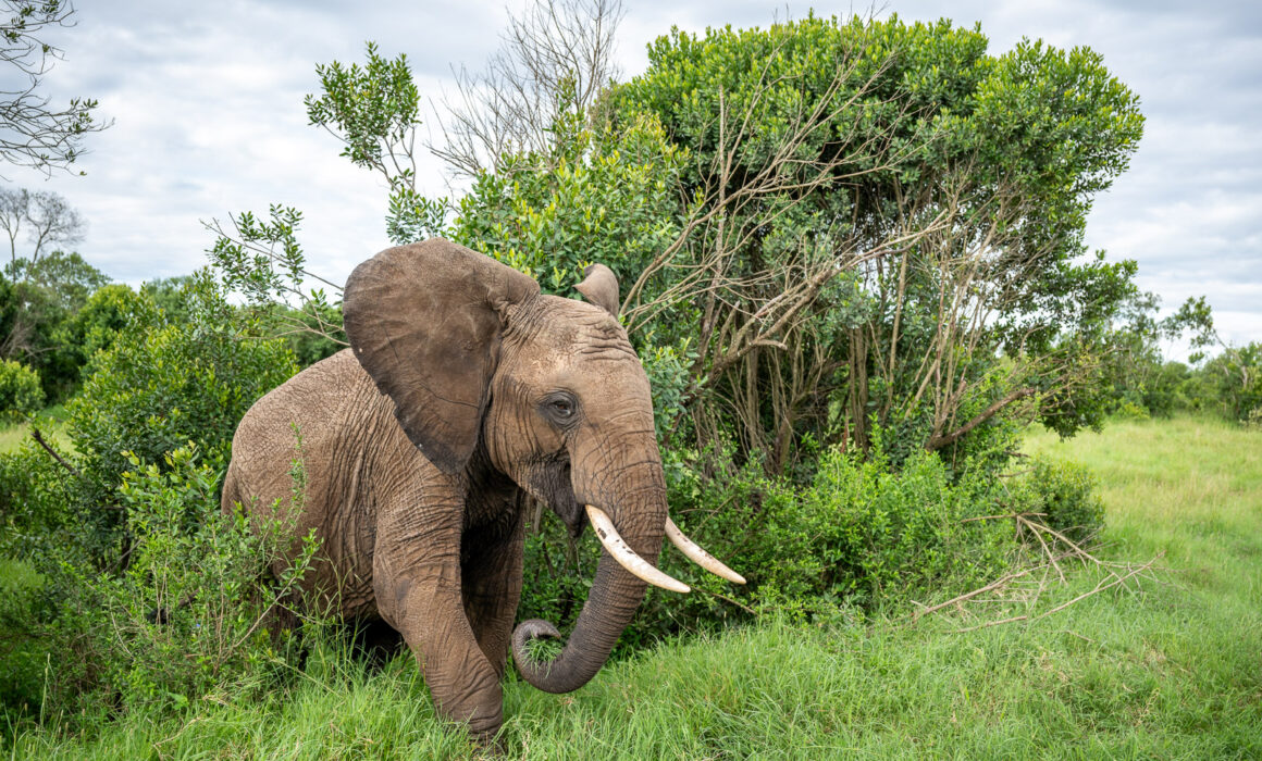 Young Elephant, Kenya