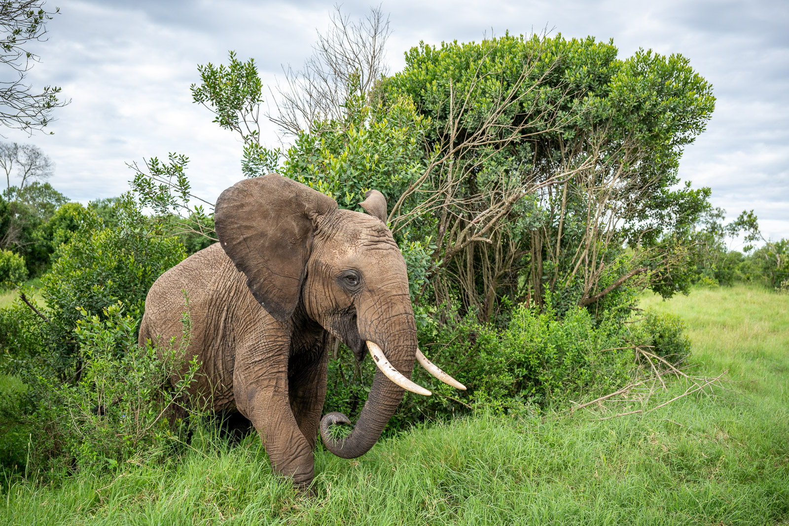 Young Elephant, Kenya