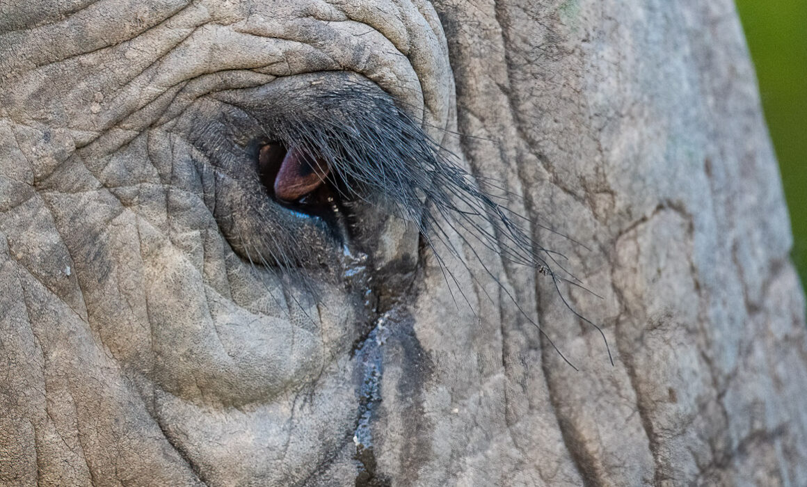 Elephant Tear, Kenya