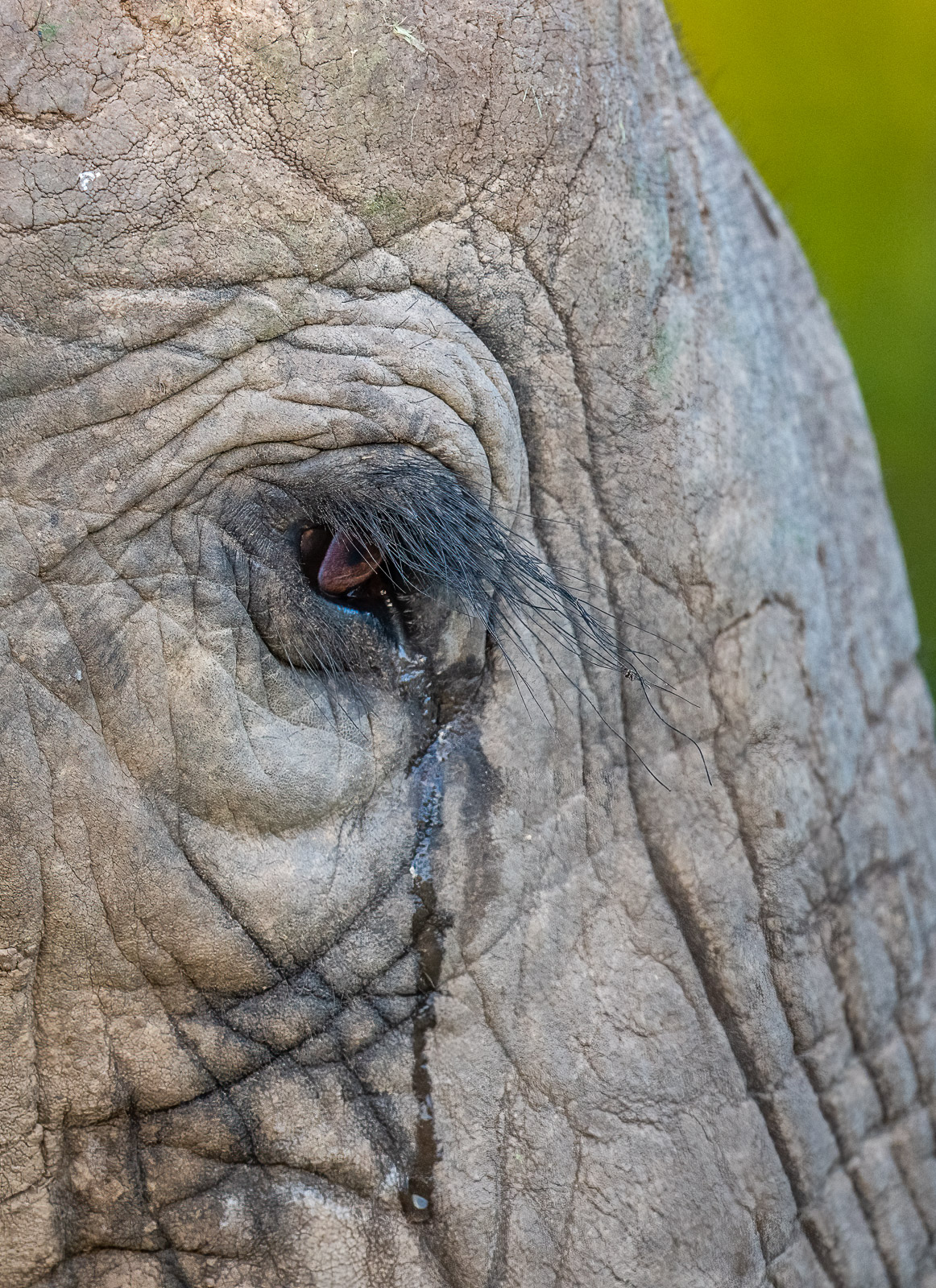 Elephant Tear, Kenya