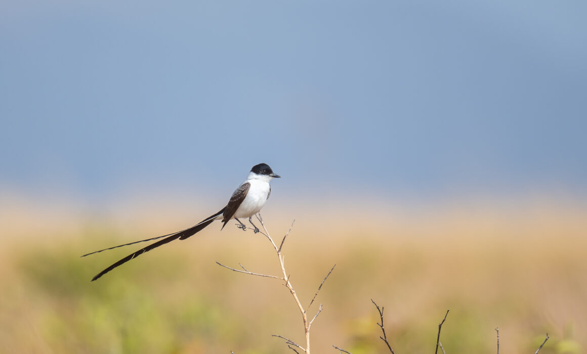 Fork-Tailed Flycatcher, Guyana