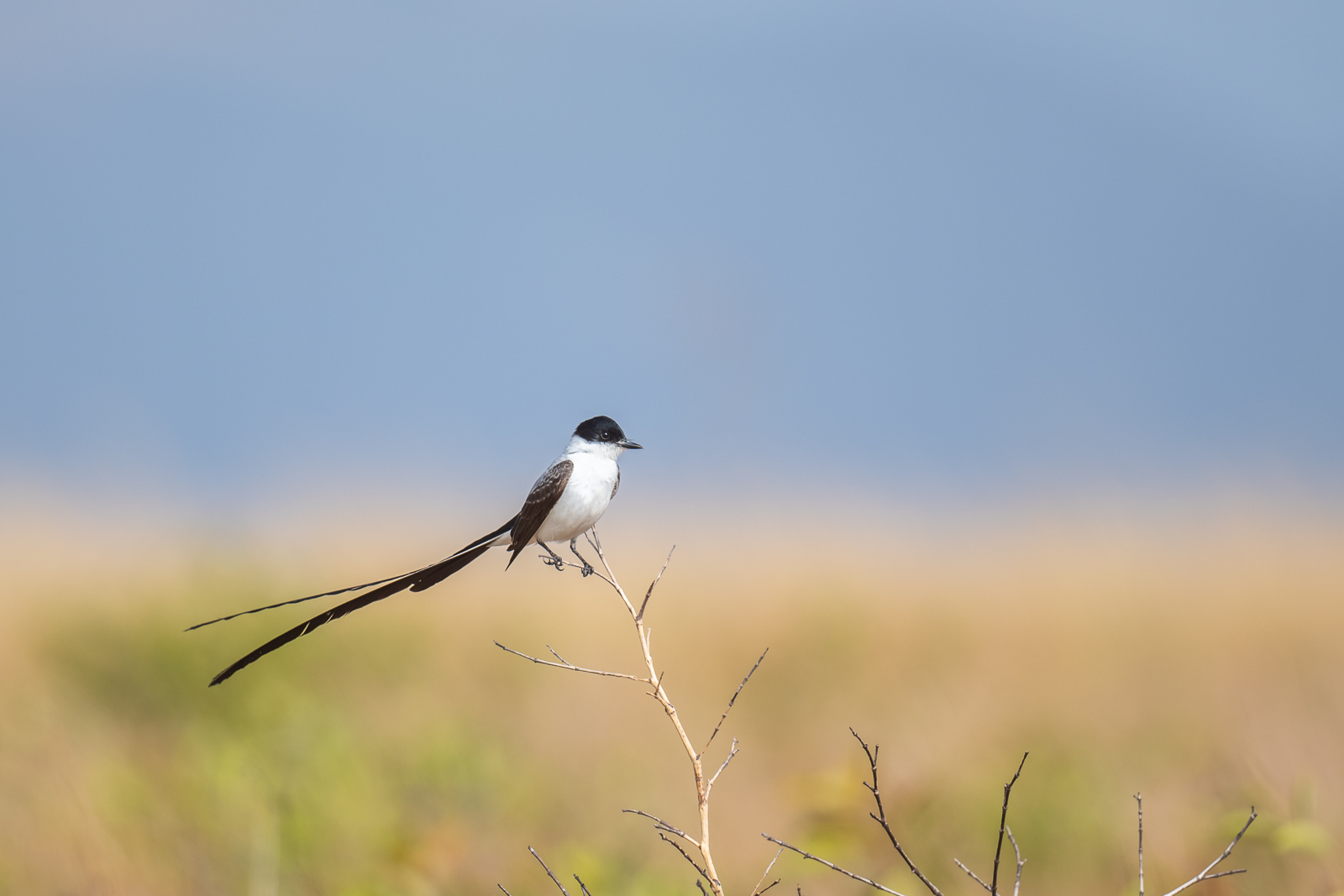 Fork-Tailed Flycatcher, Guyana