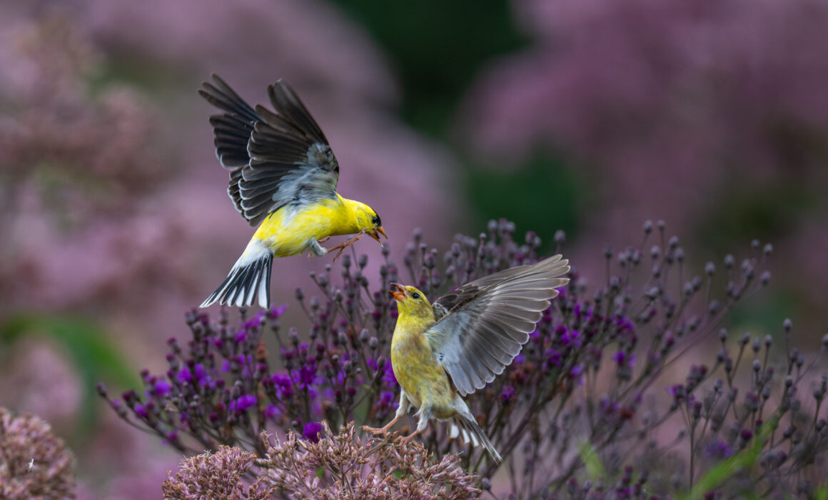 American Goldfinch, Rhode Island