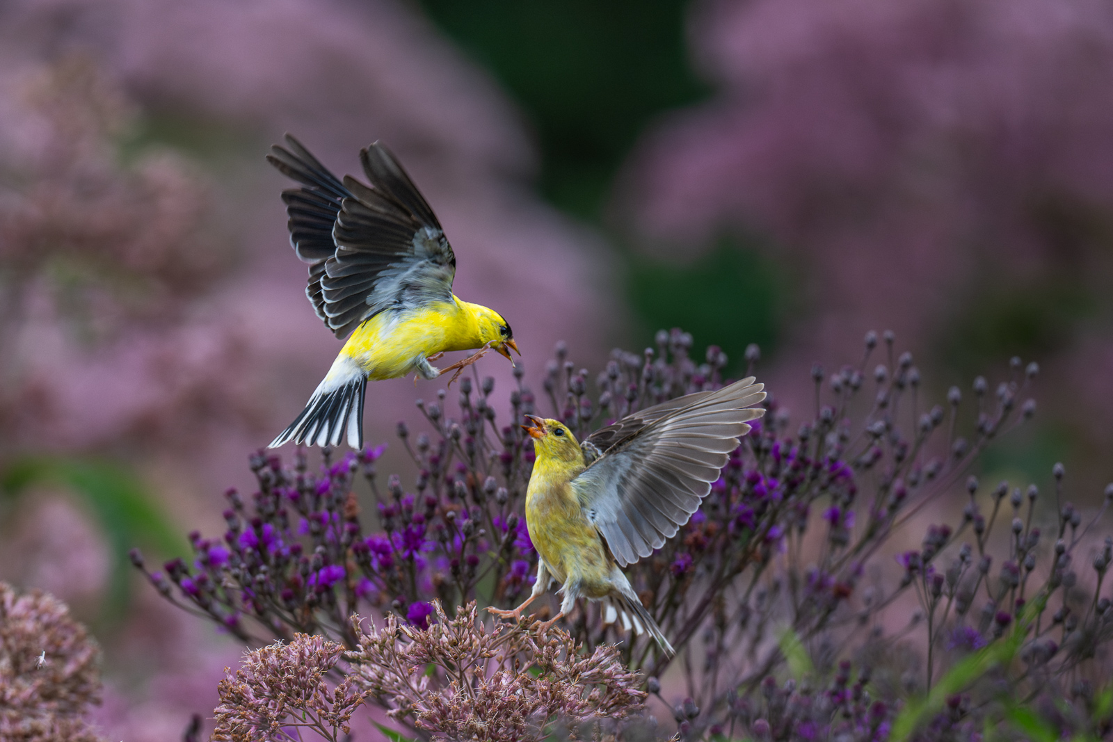 American Goldfinch, Rhode Island