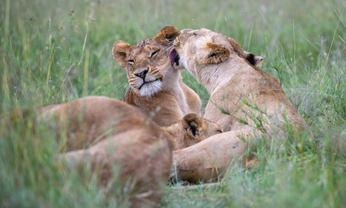 Lion Lick, Kenya