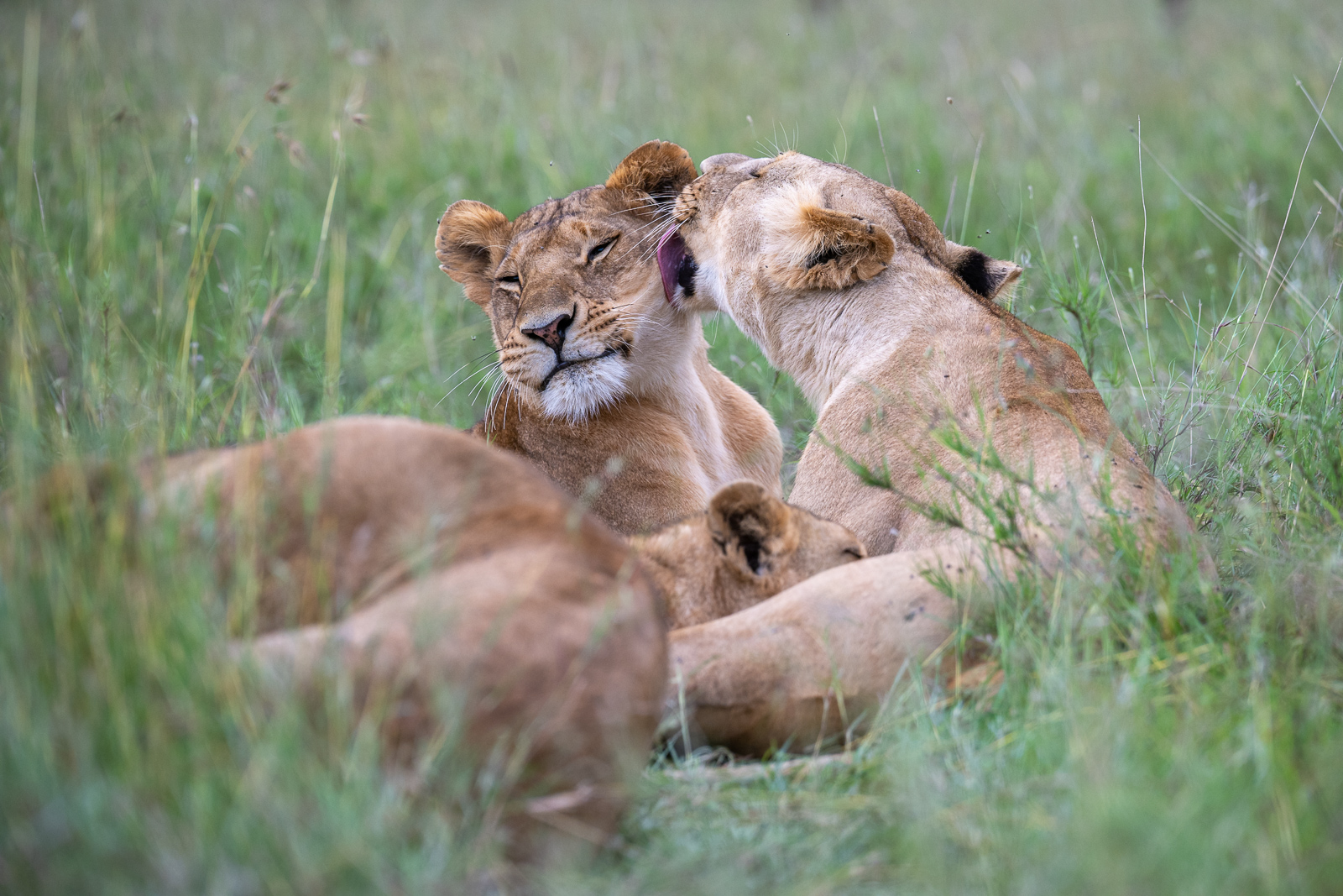 Lion Lick, Kenya