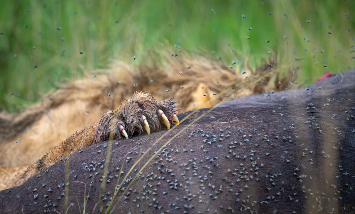 Lion Paw on Kill, Kenya