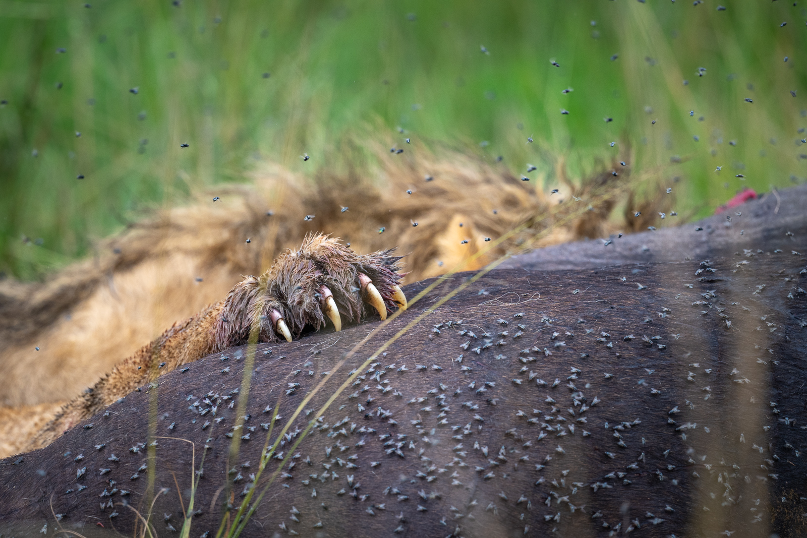 Lion Paw on Kill, Kenya