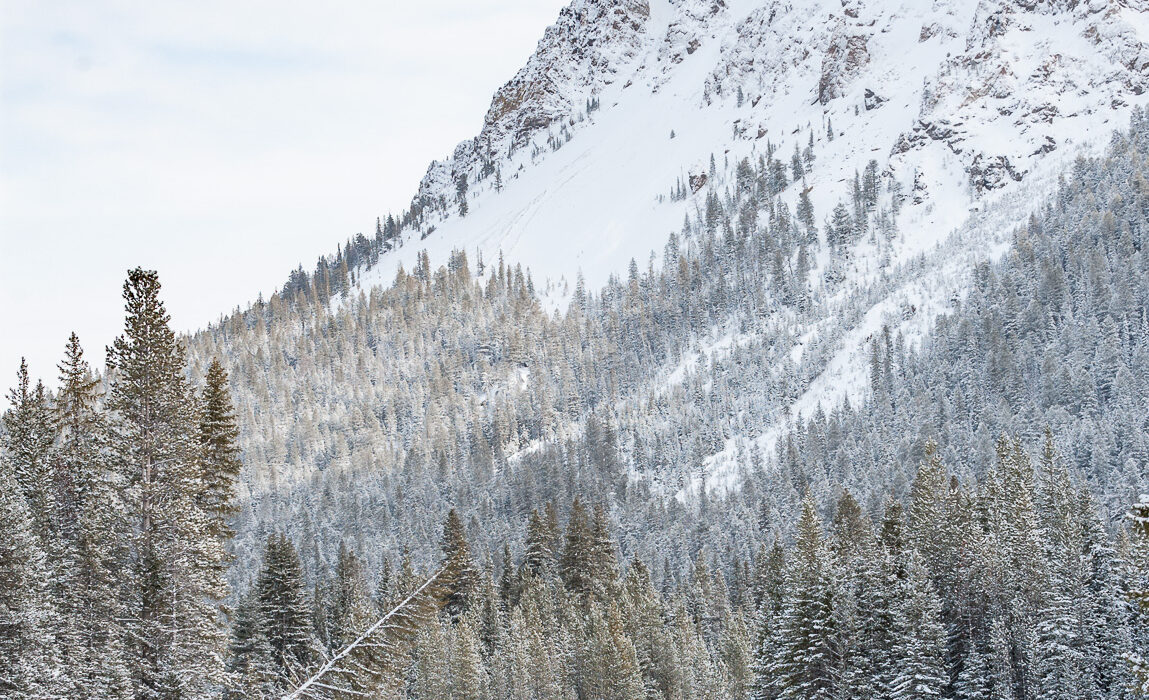 Moose in Snow, Montana