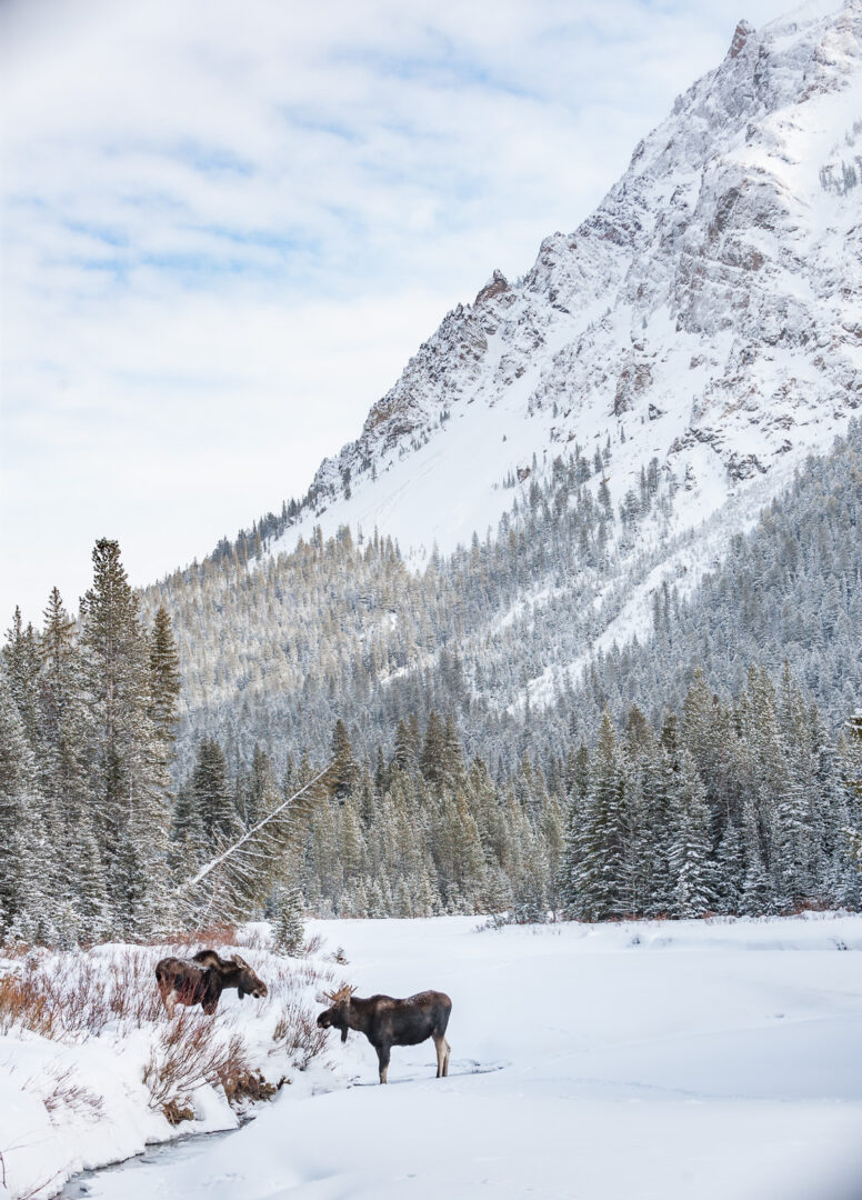 Moose in Snow, Montana