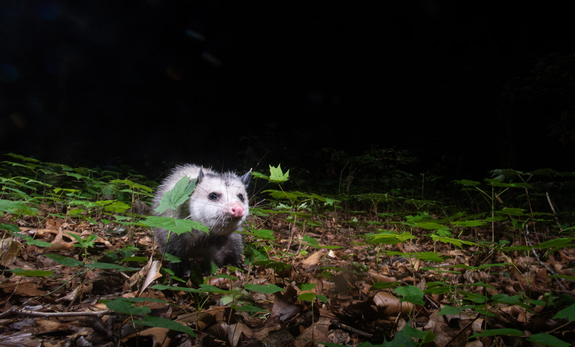 Virginia Opossum, Farmington, Connecticut