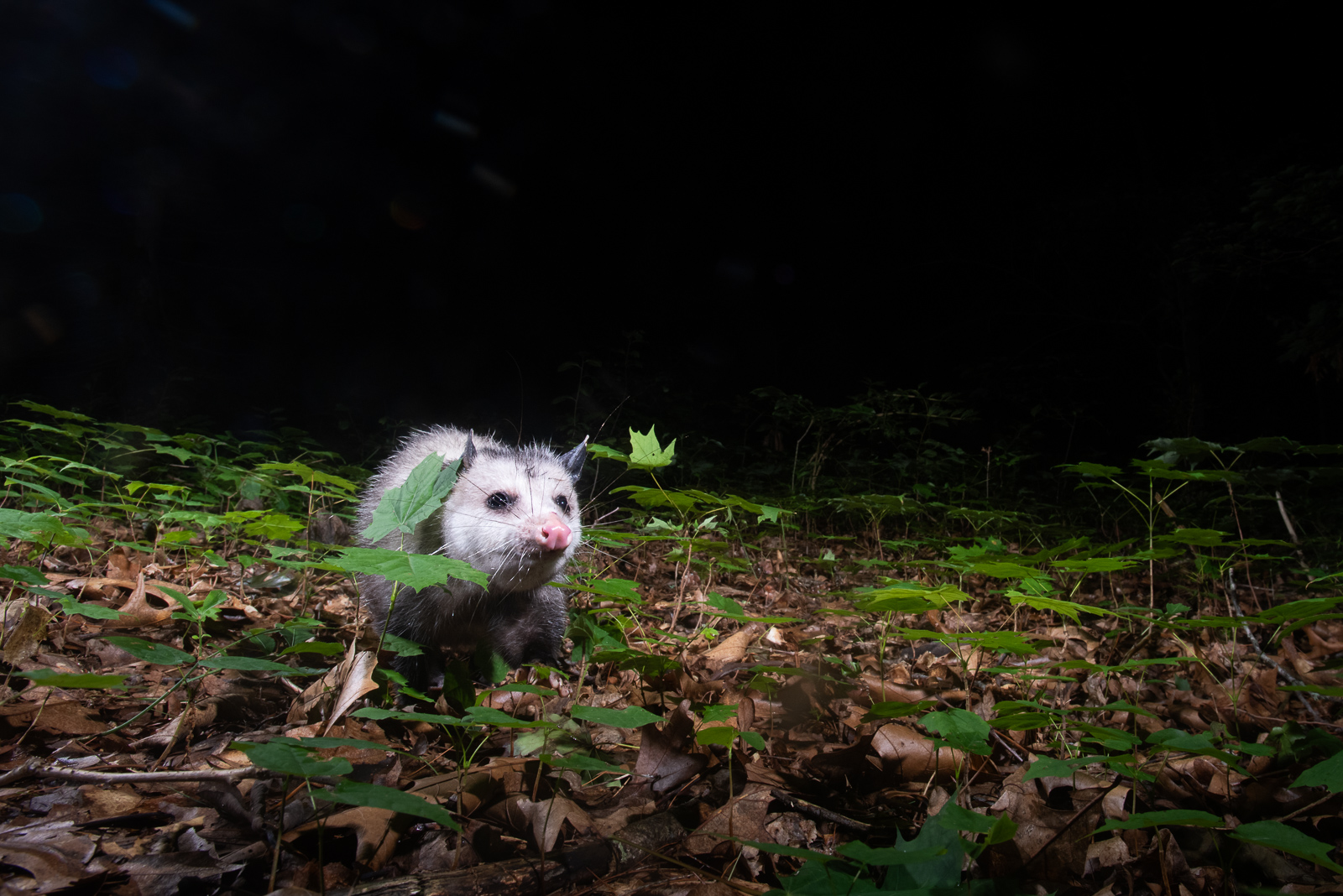 Virginia Opossum, Farmington, Connecticut
