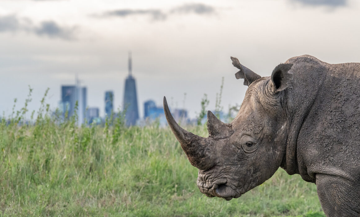 Rhino, Nairobi, Kenya