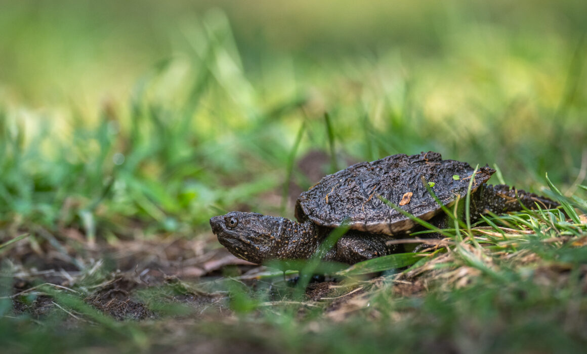Baby Snapping Turtle, Rhode Island