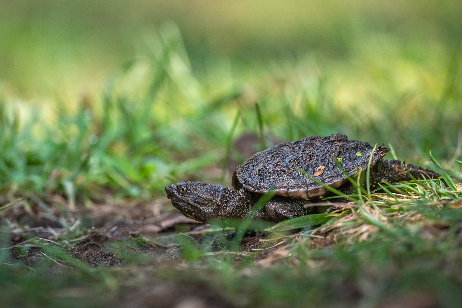 Baby Snapping Turtle, Rhode Island