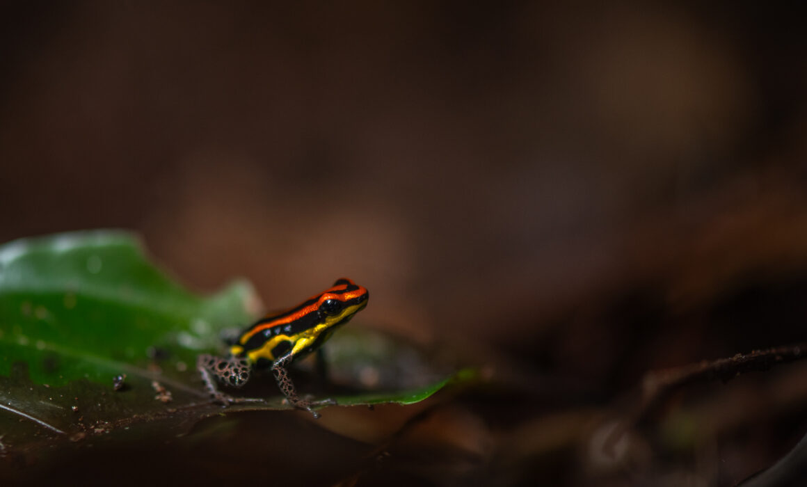 Uakari Poison Frog, Peru