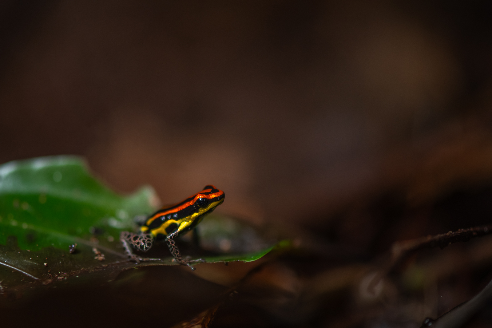 Uakari Poison Frog, Peru