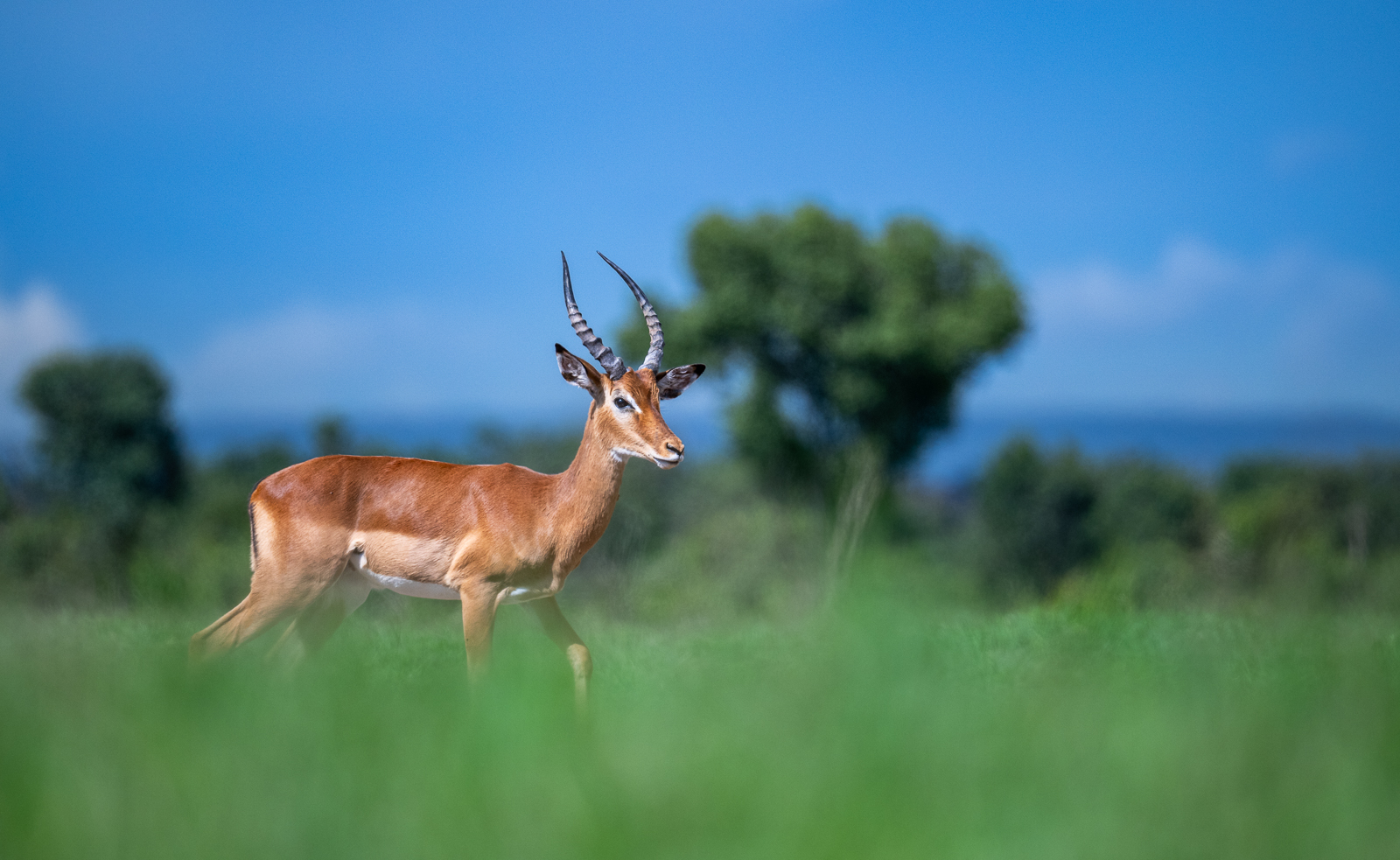 Impala, Kenya
