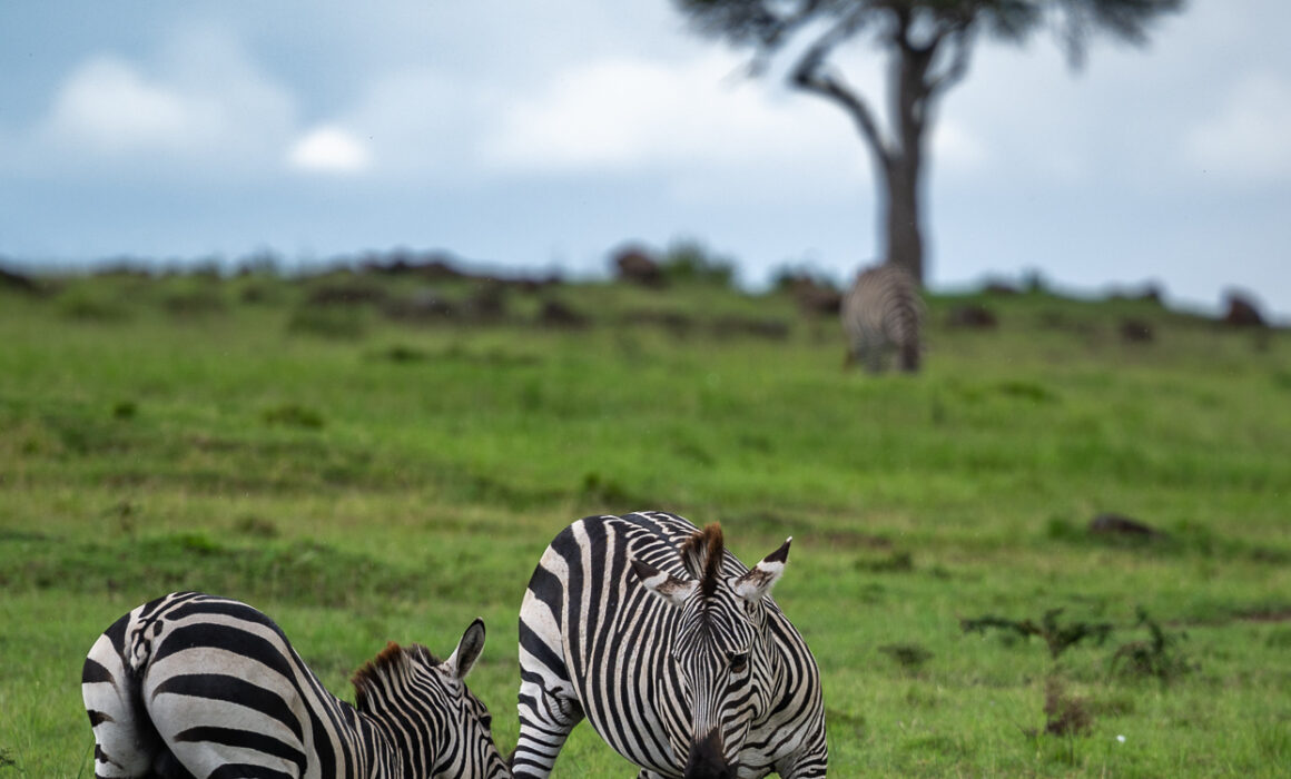 Plains Zebras, Kenya