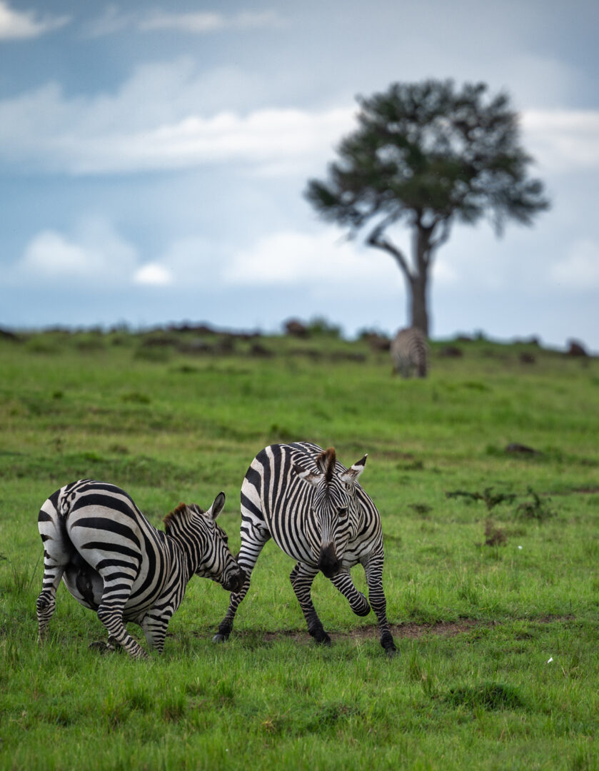 Plains Zebras, Kenya