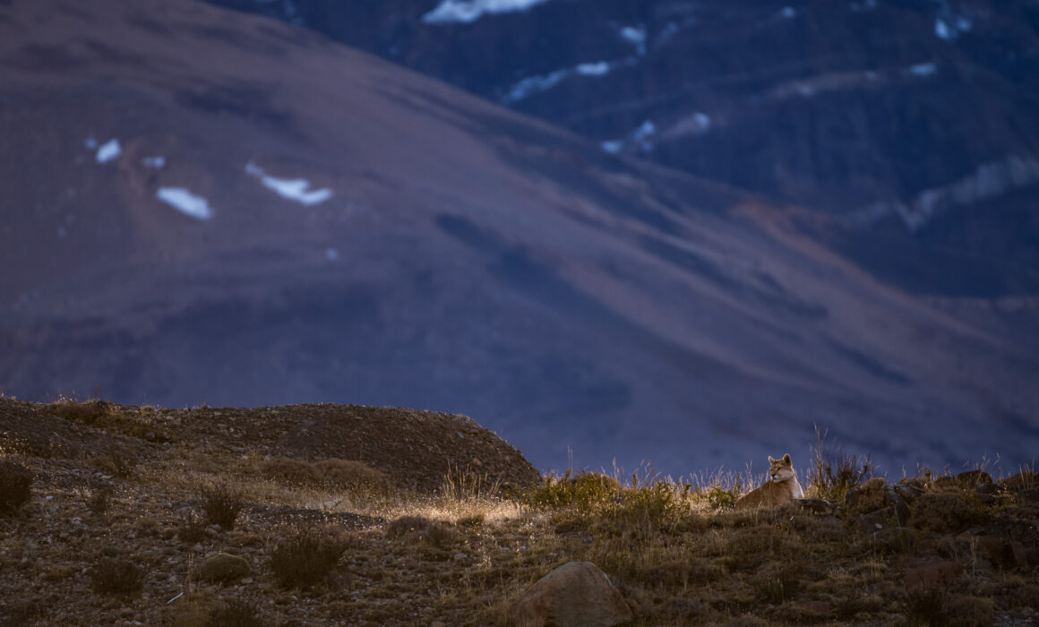 Puma, Chile