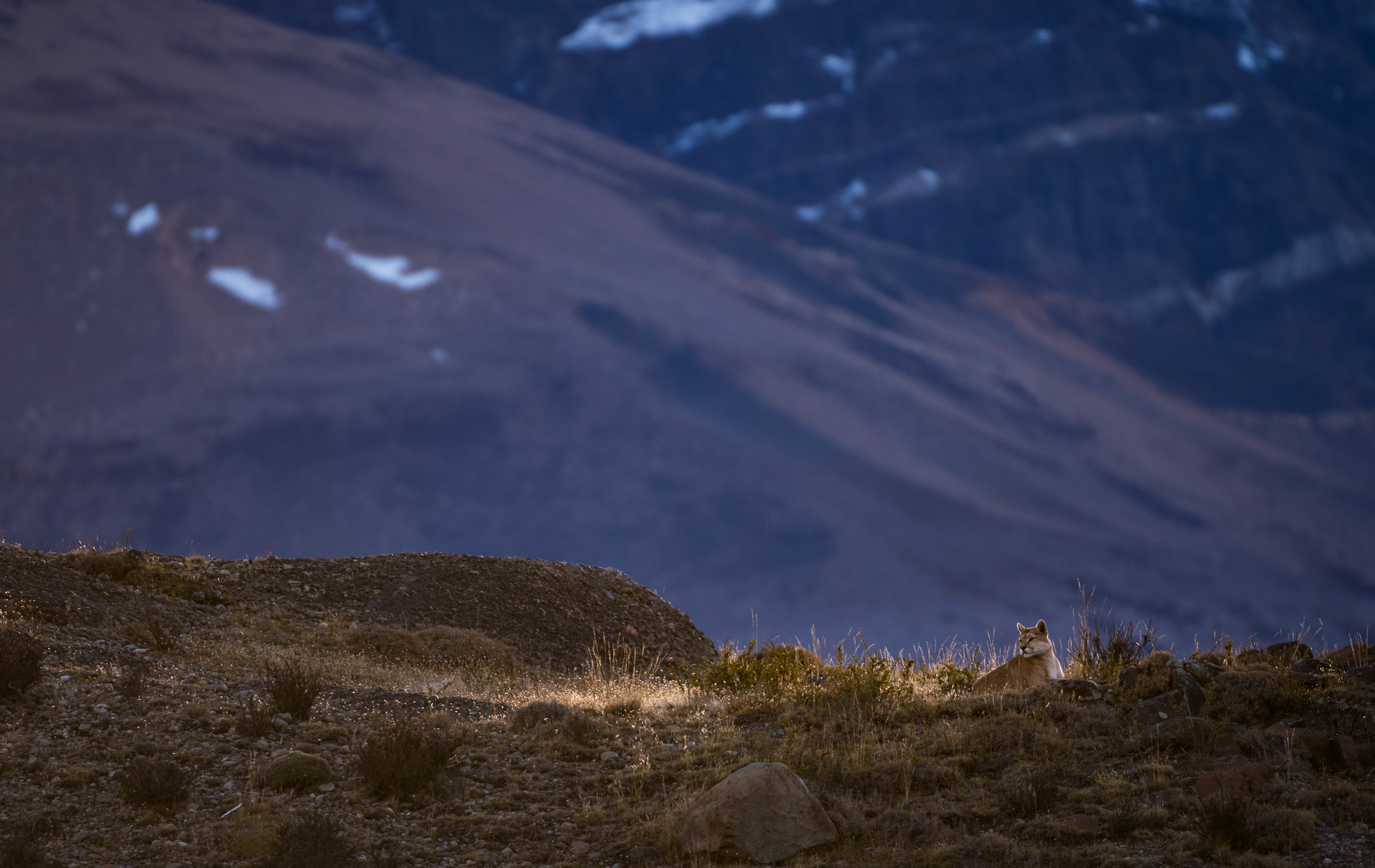 Puma, Chile