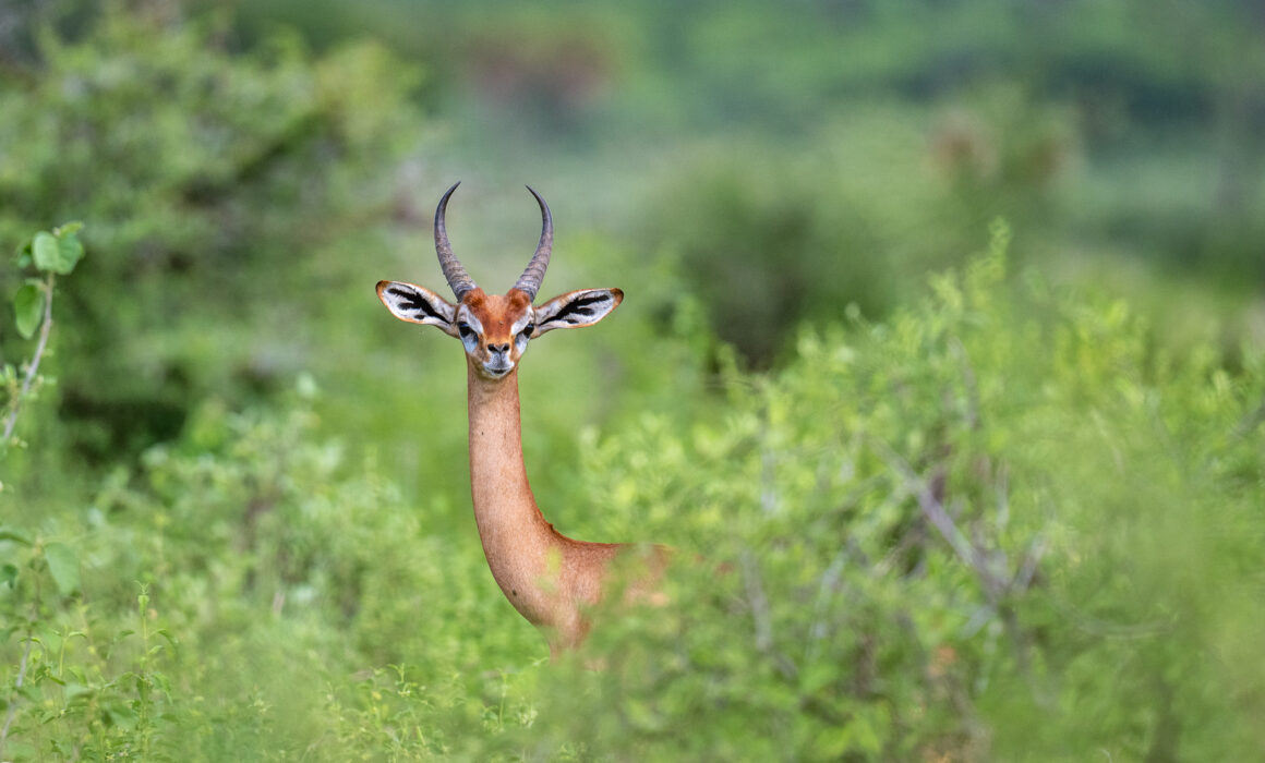 Juvenile Male Gerenuk, Kenya