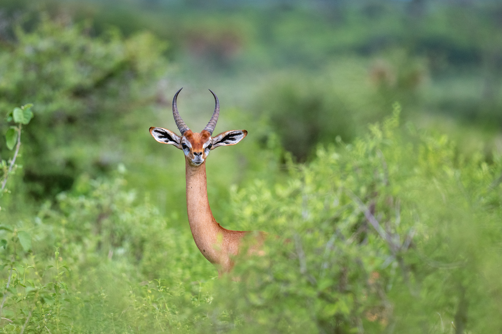 Juvenile Male Gerenuk, Kenya
