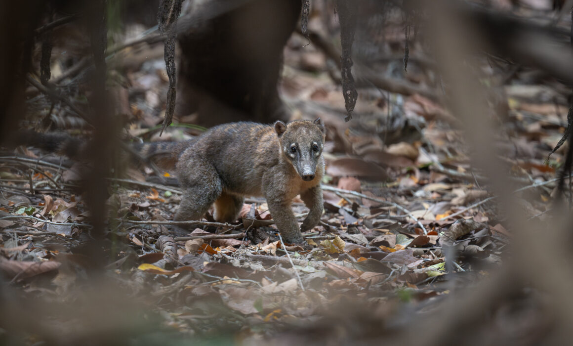 Coati, Guyana