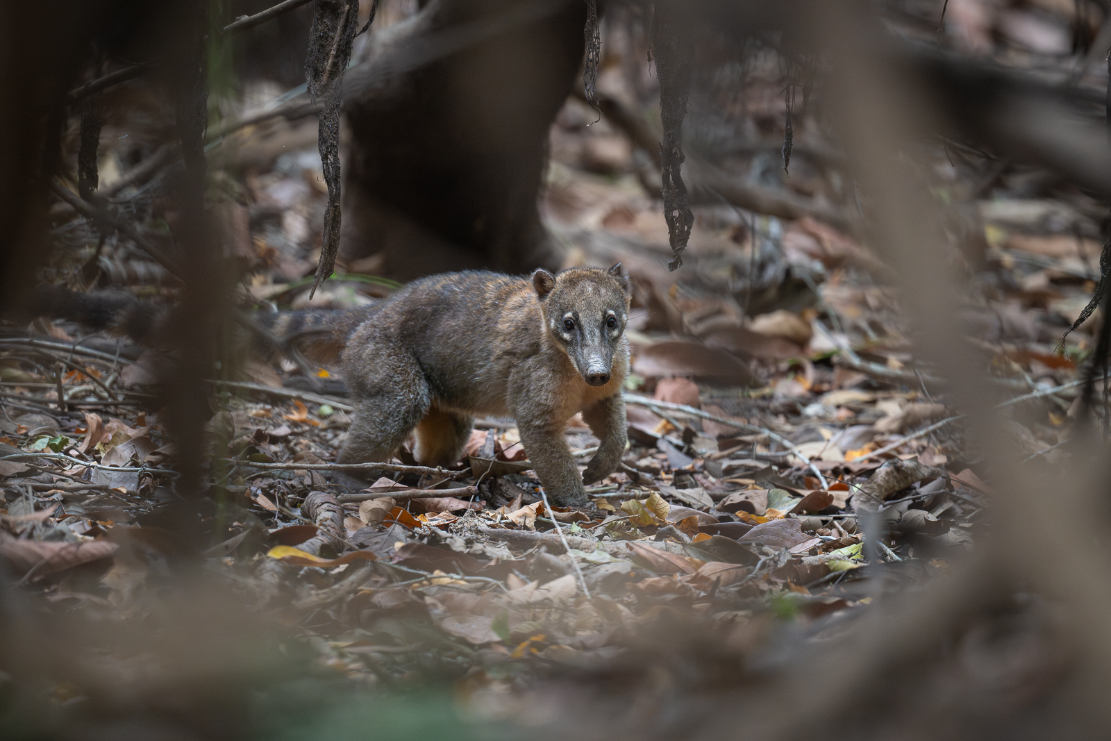 Coati, Guyana