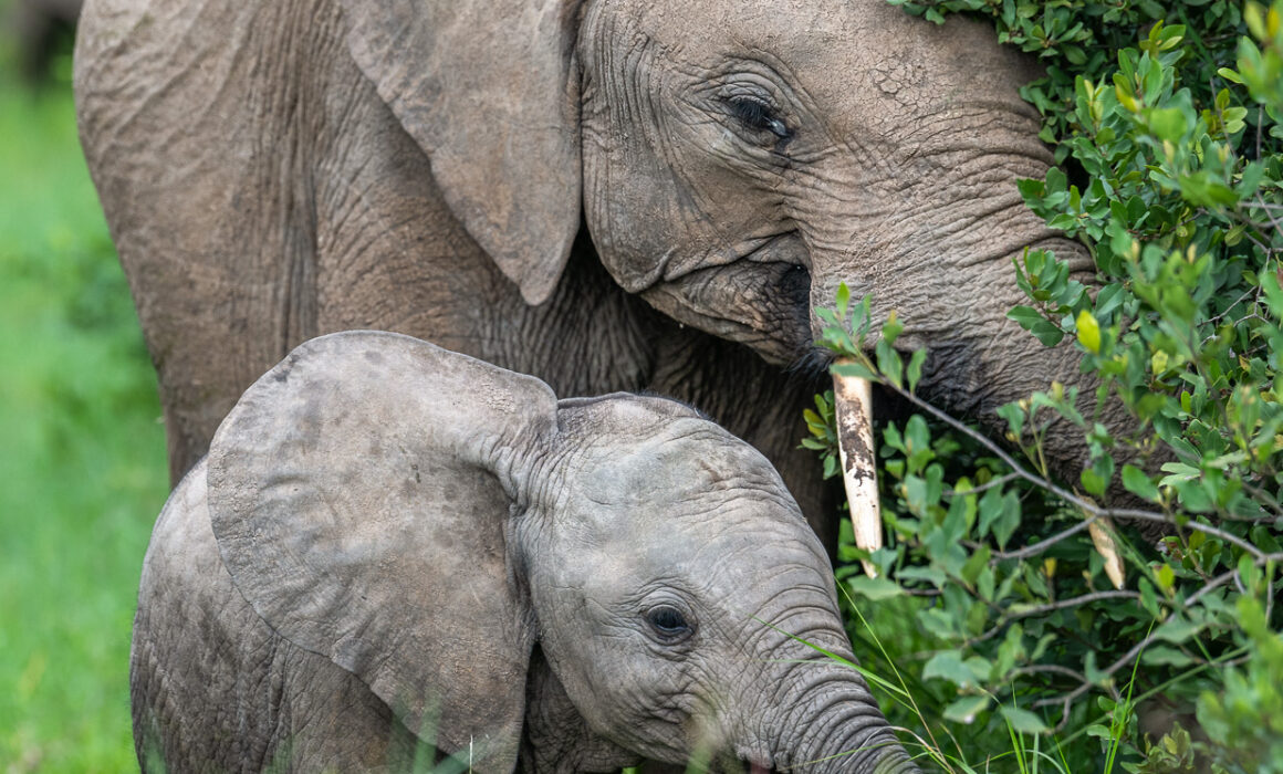 Elephant with Calf, Kenya