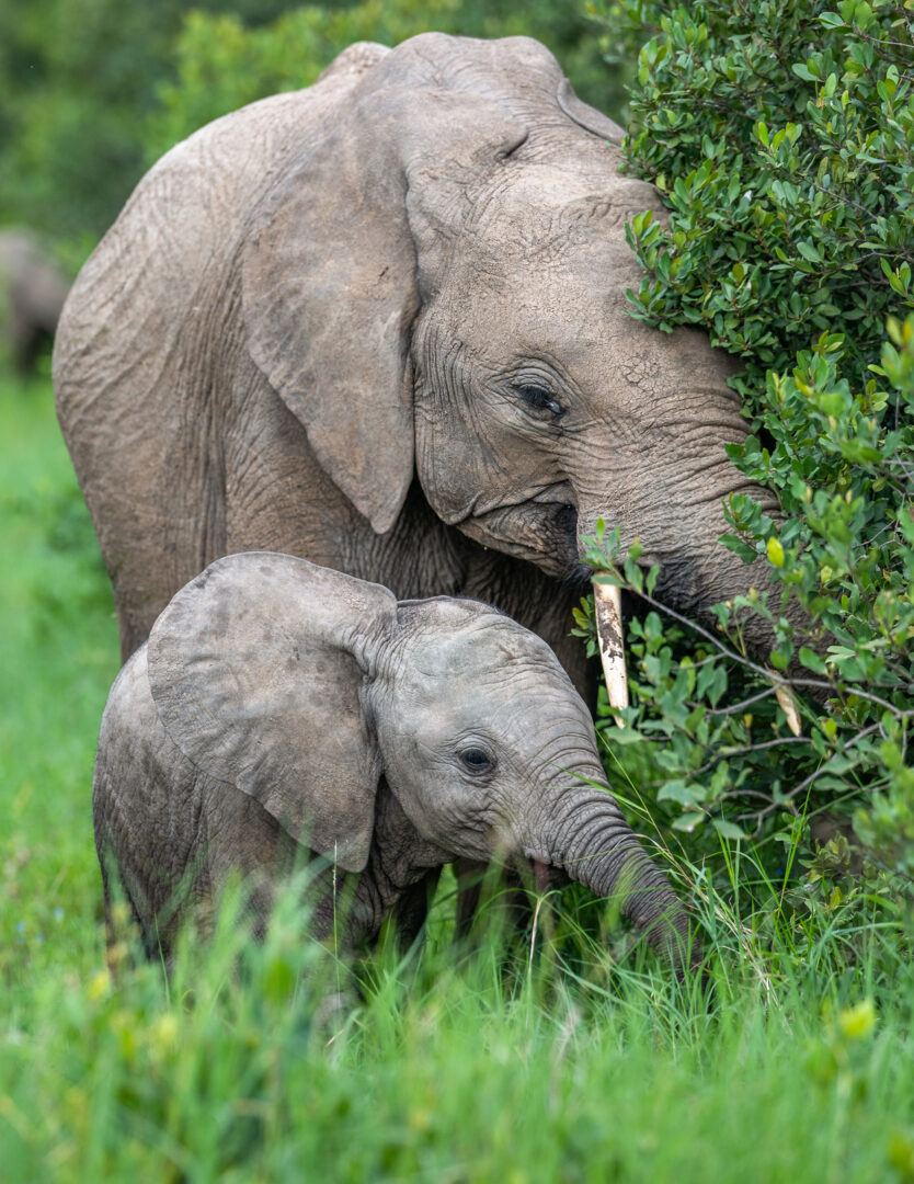 Elephant with Calf, Kenya