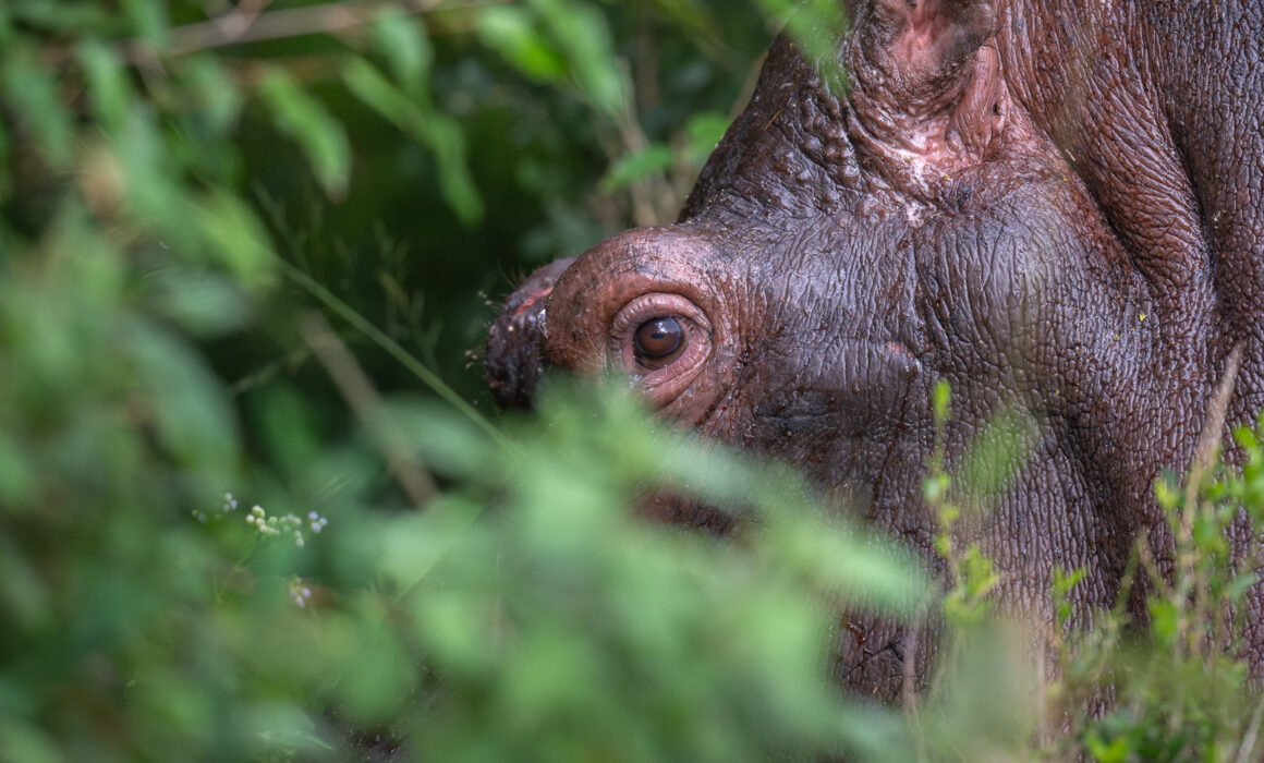 Hippo Eye, Kenya
