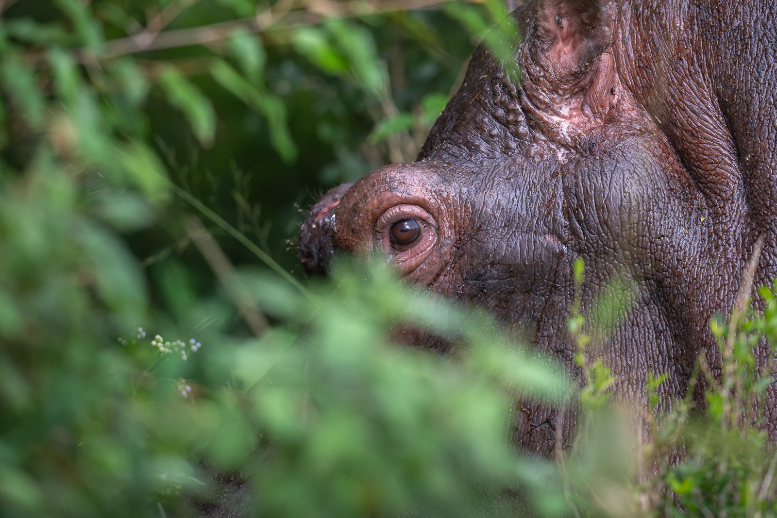 Hippo Eye, Kenya