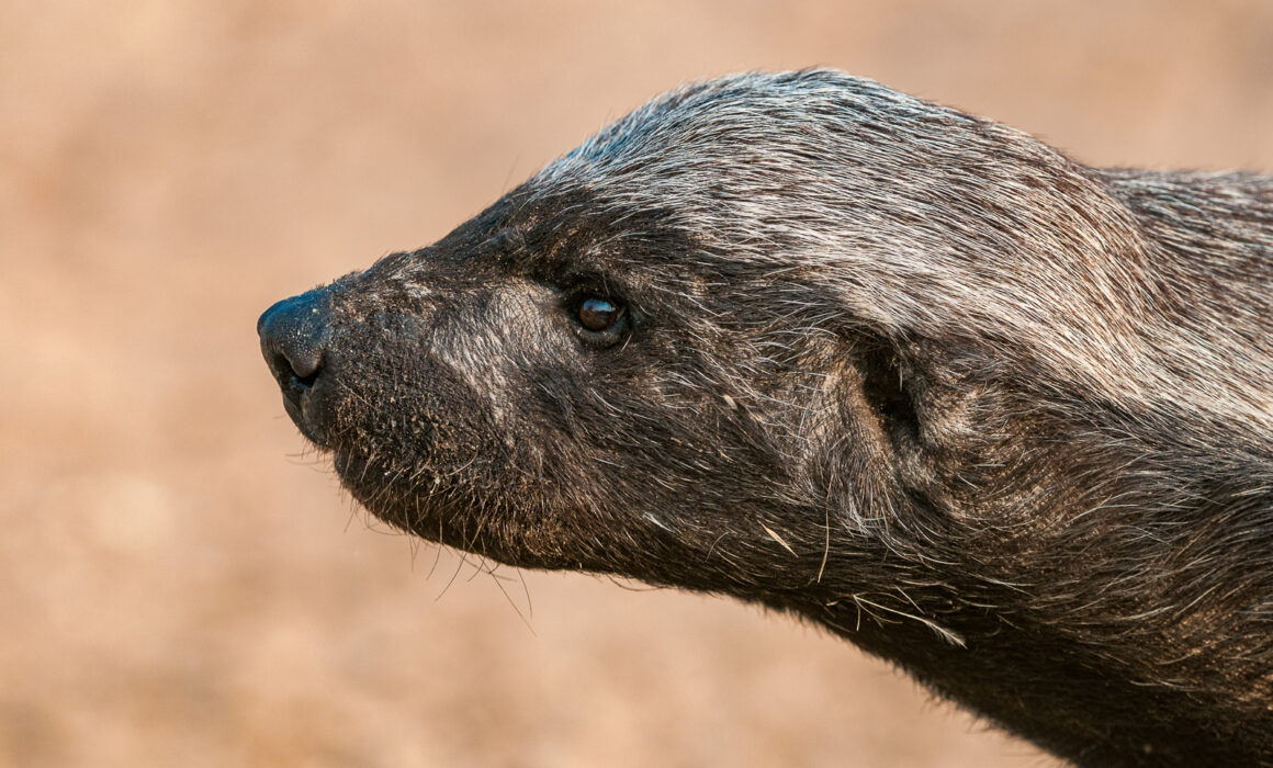 Honey Badger, Botswana