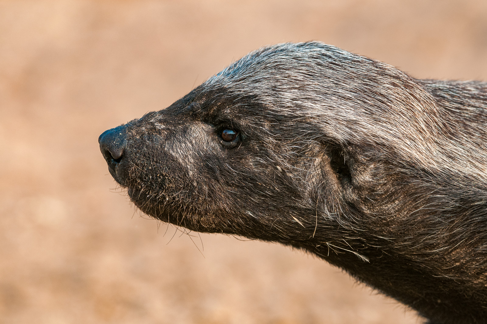 Honey Badger, Botswana