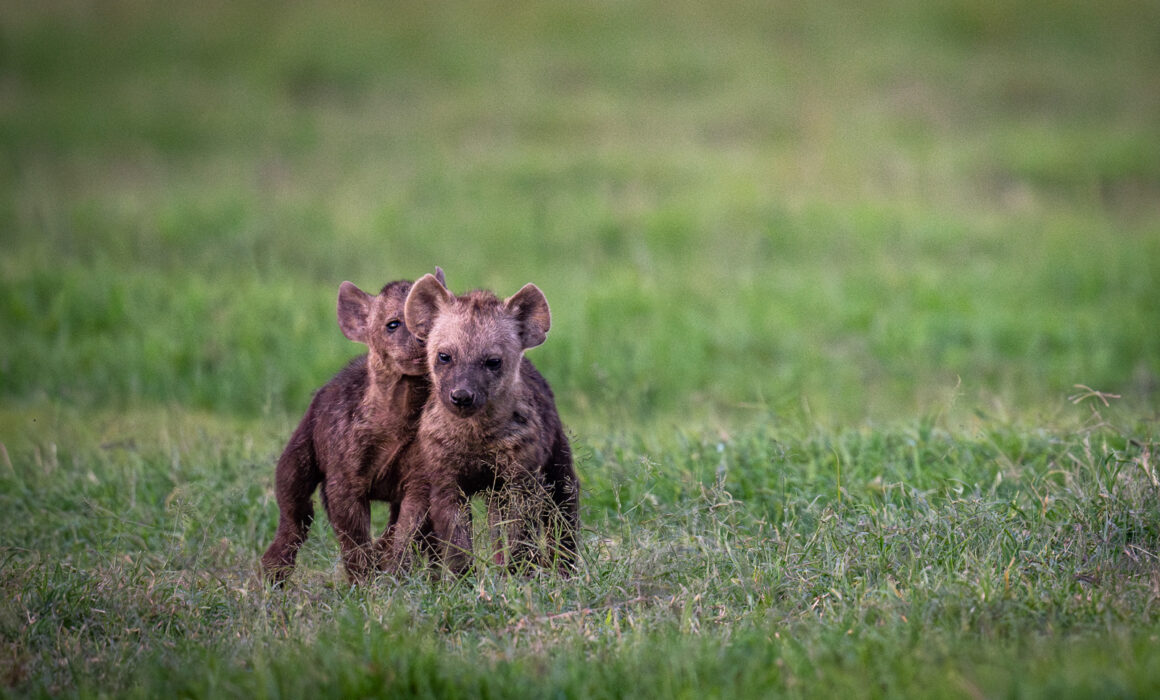 Hyena Cubs, Kenya