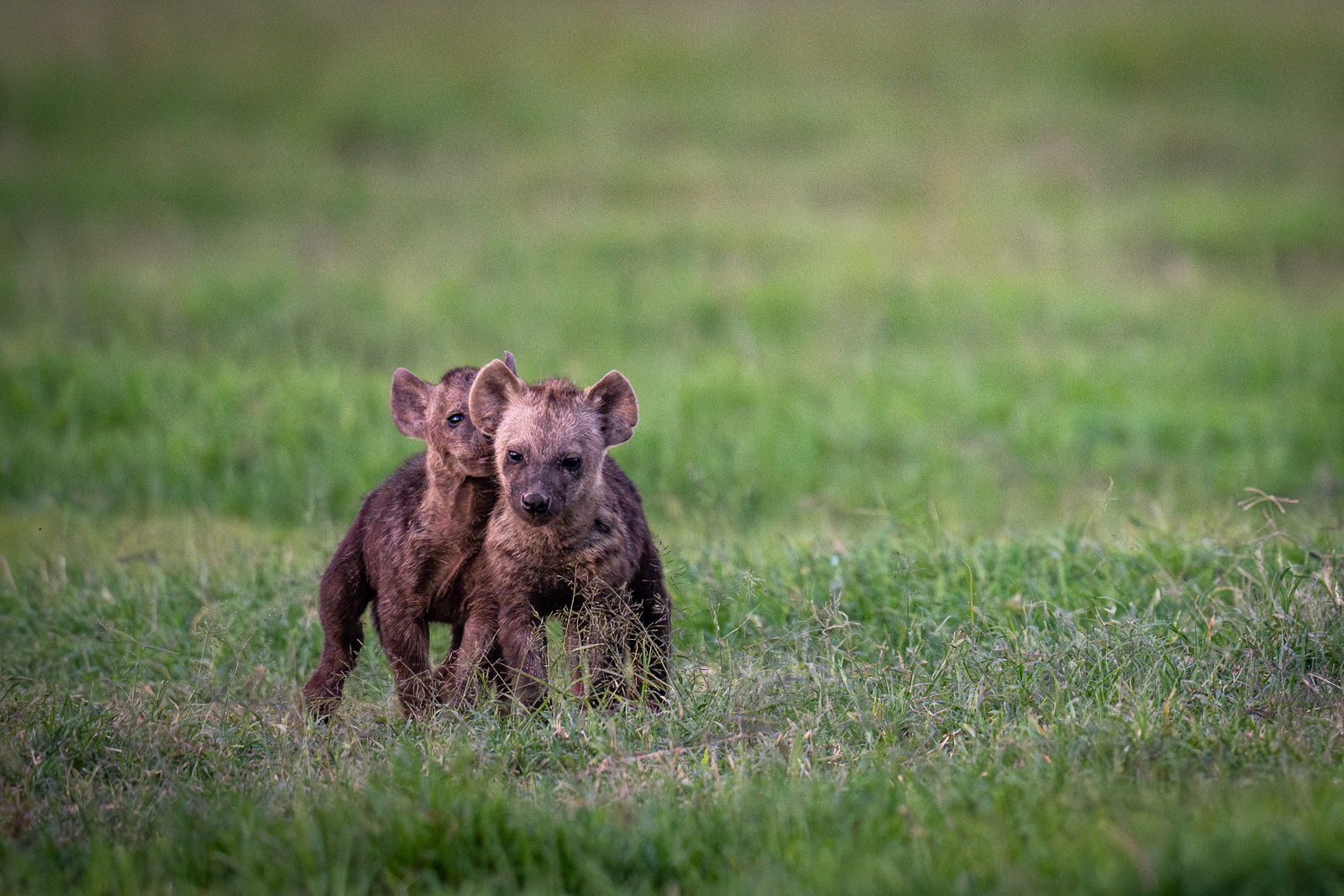 Hyena Cubs, Kenya
