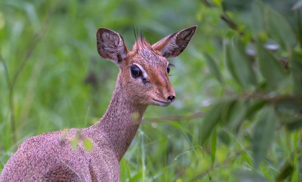 Kirk's Dik Dik, Kenya