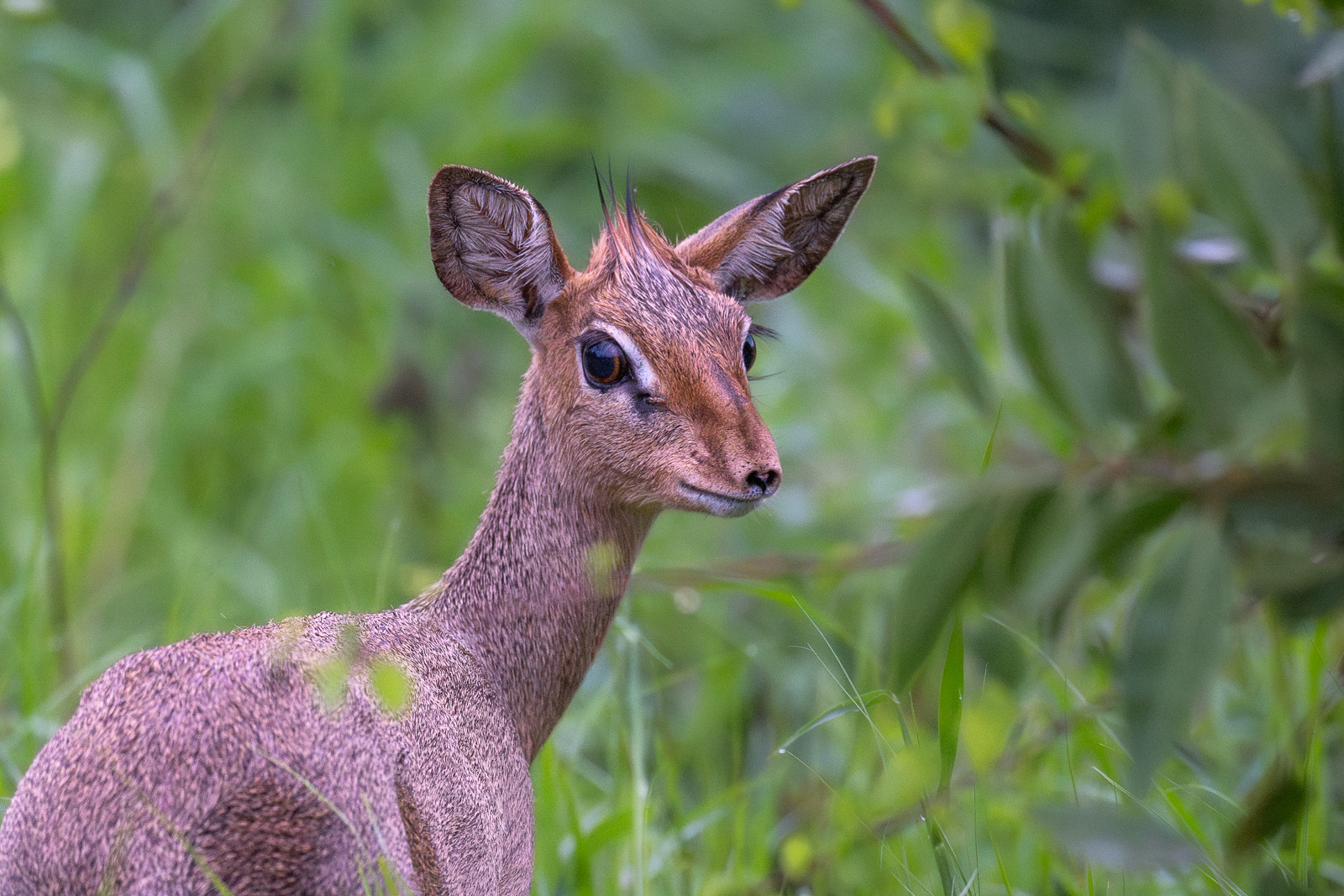 Kirk's Dik Dik, Kenya
