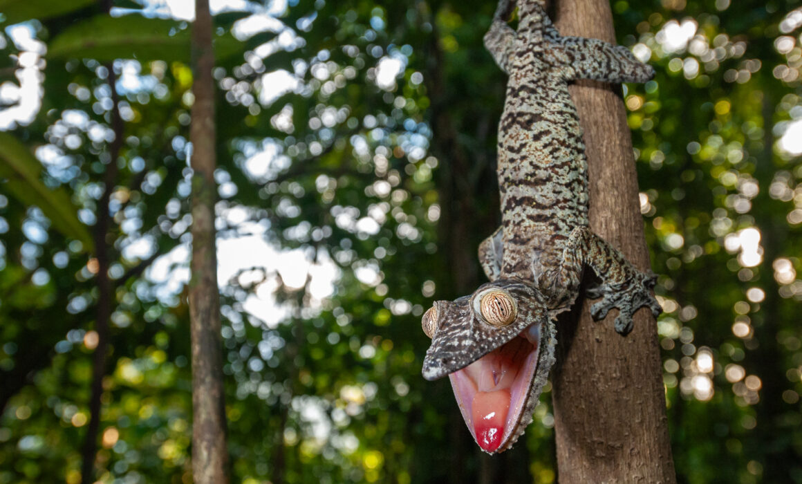 Leaf-Tailed Gecko, Madagascar