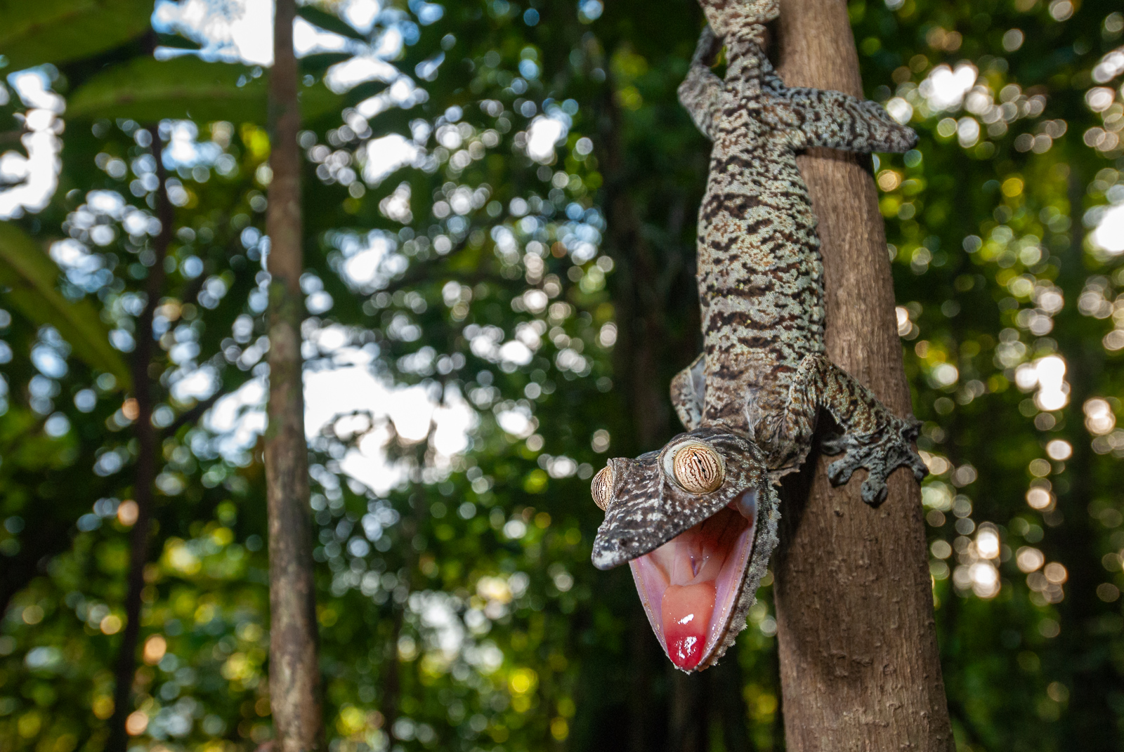 Leaf-Tailed Gecko, Madagascar