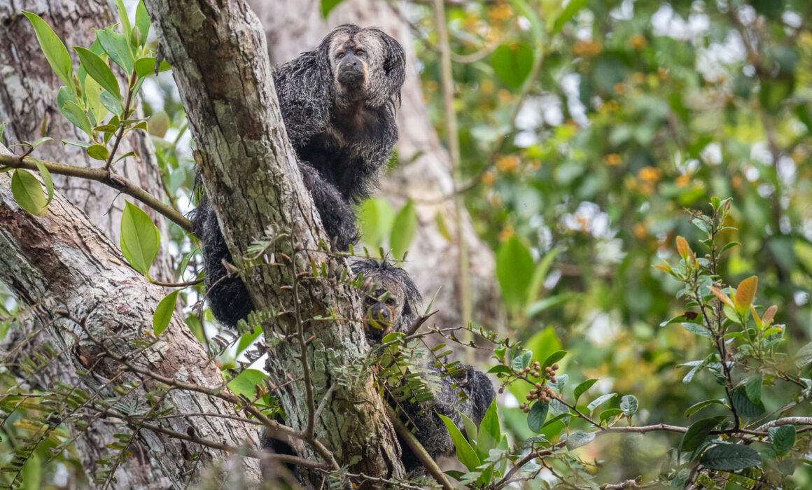 Monk Saki Monkeys, Peru