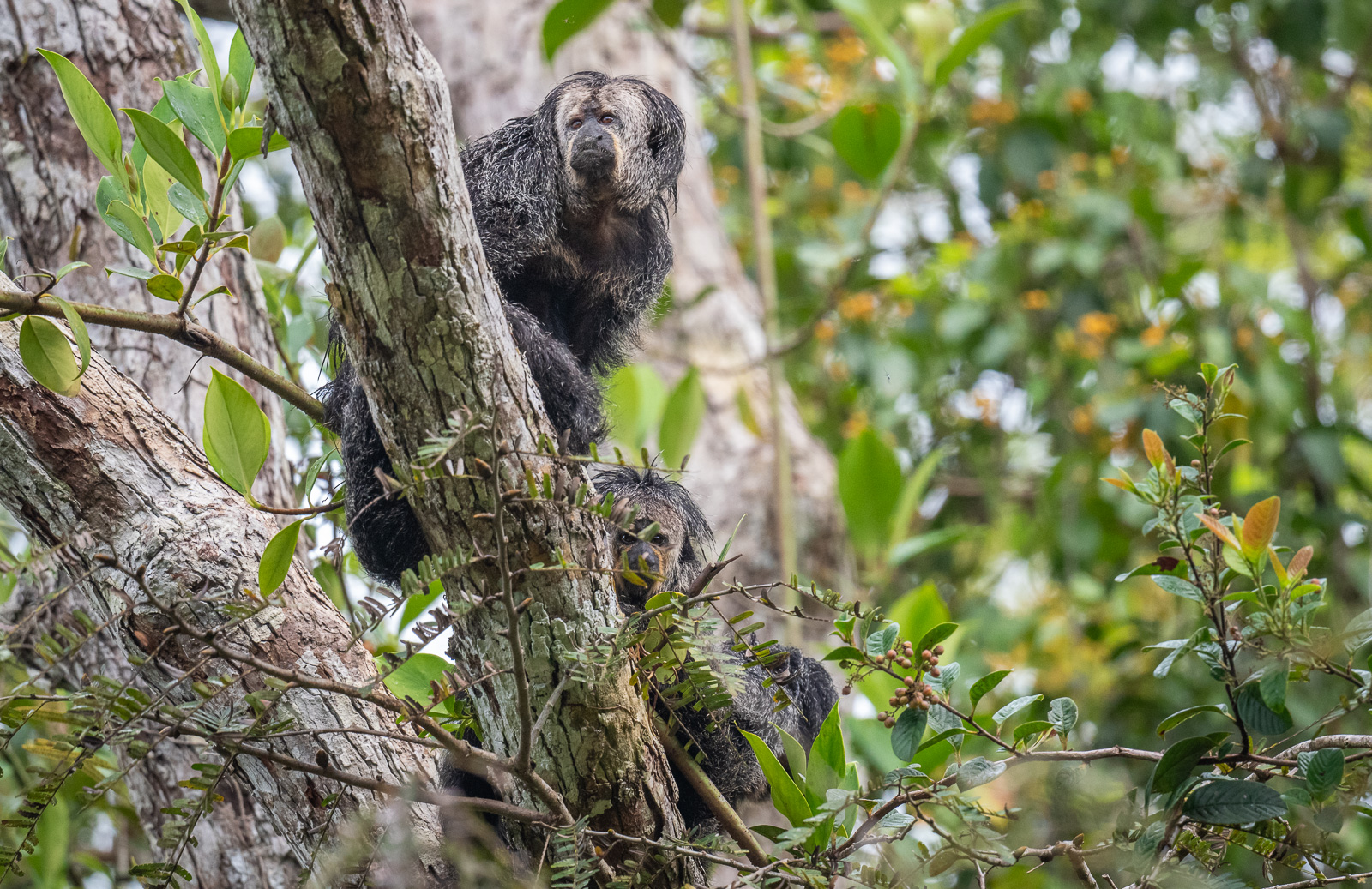 Monk Saki Monkeys, Peru